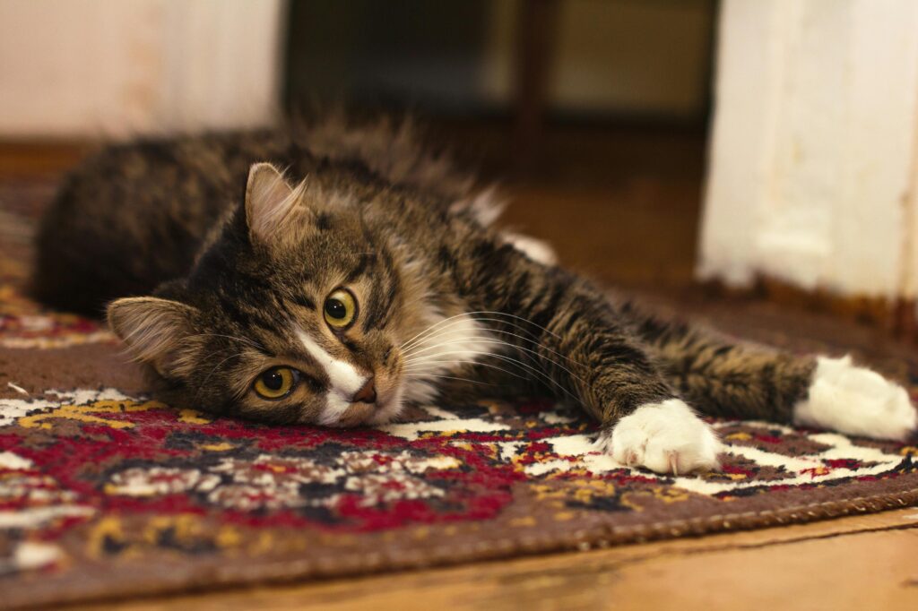 Cute tabby cat lying on a vibrant carpet in a cozy indoor setting.